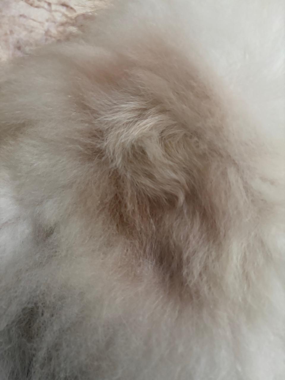 Patas do pet recuperadas após o tratamento da pododermatite